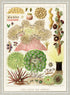 Ornate White Wood Framed Great Barrier Reef Anemones Vintage Illustrations Wall Art Prints